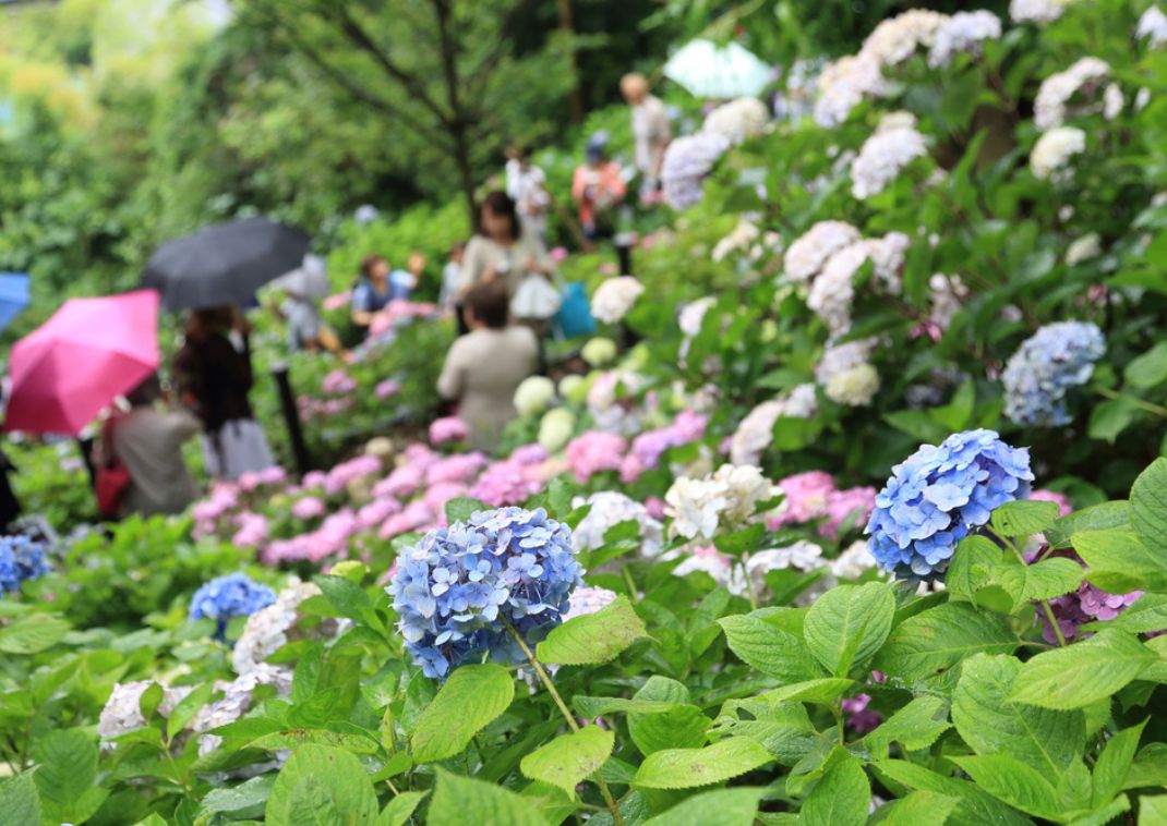 Hydrangea festival in Hase-dera temple, Kamakura, Japan