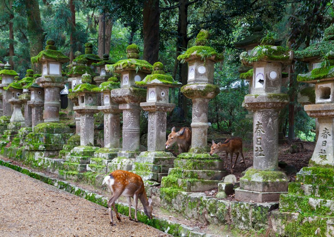Stone lanterns and deers in Kasuga Taisha Shrine in Nara, Japan