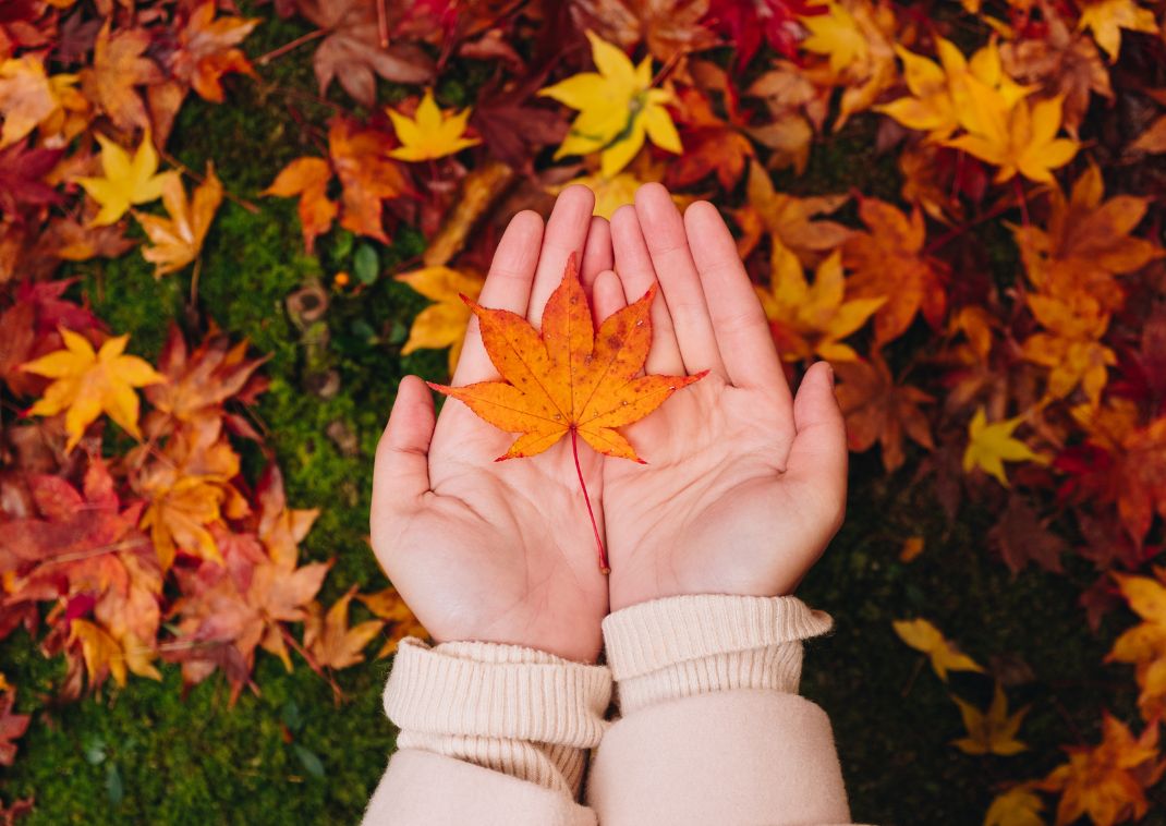 Two hands holding carefully a red maple leaf over the moss background, Kyoto, Japan