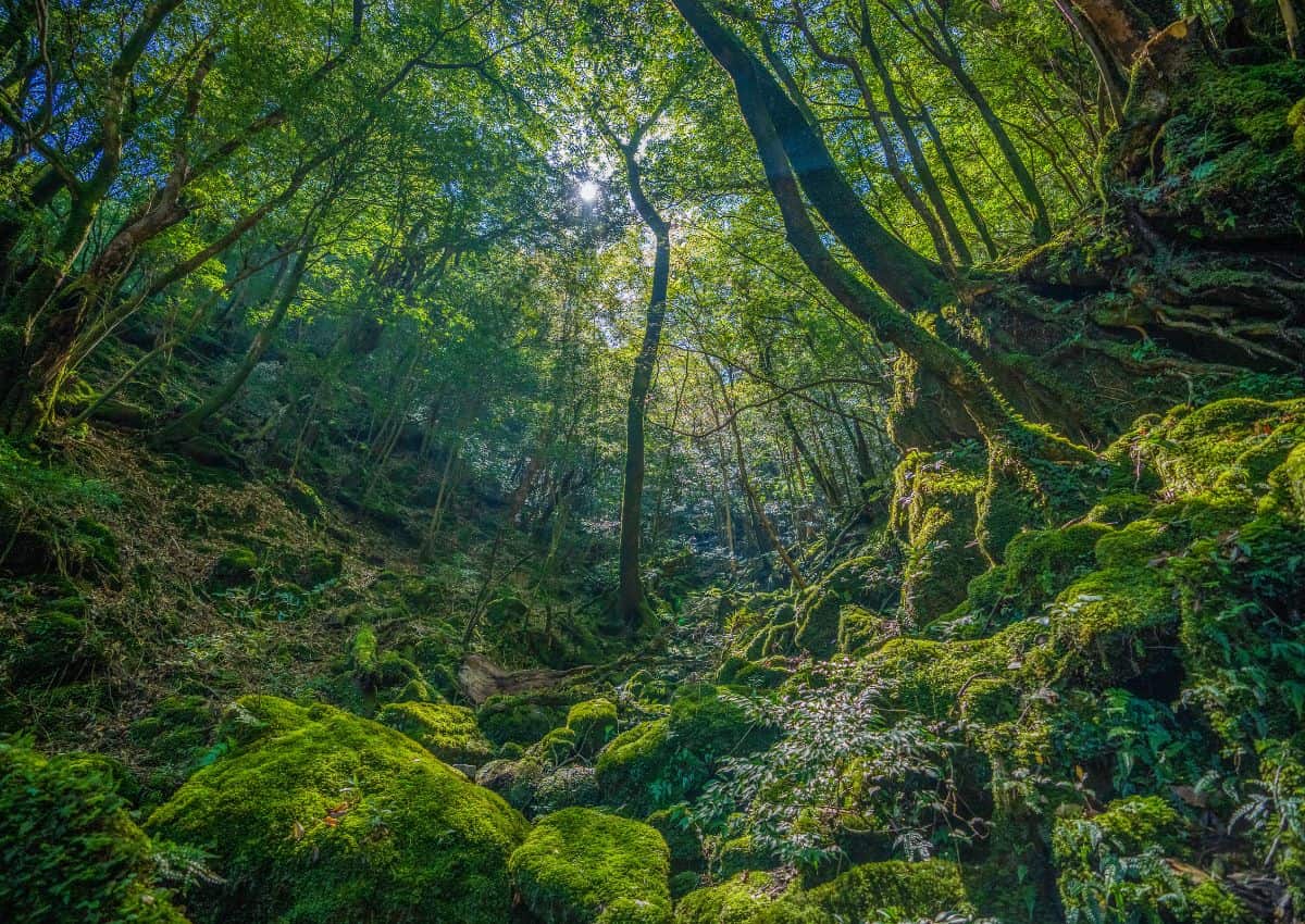 Primeval forest on Yakushima Island, Kagoshima, Japan
