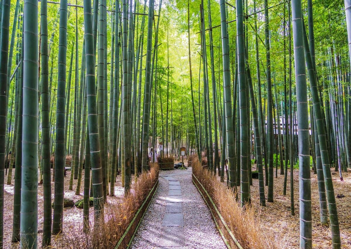 Hokoku-ji temple’s bamboo grove, Kamakura