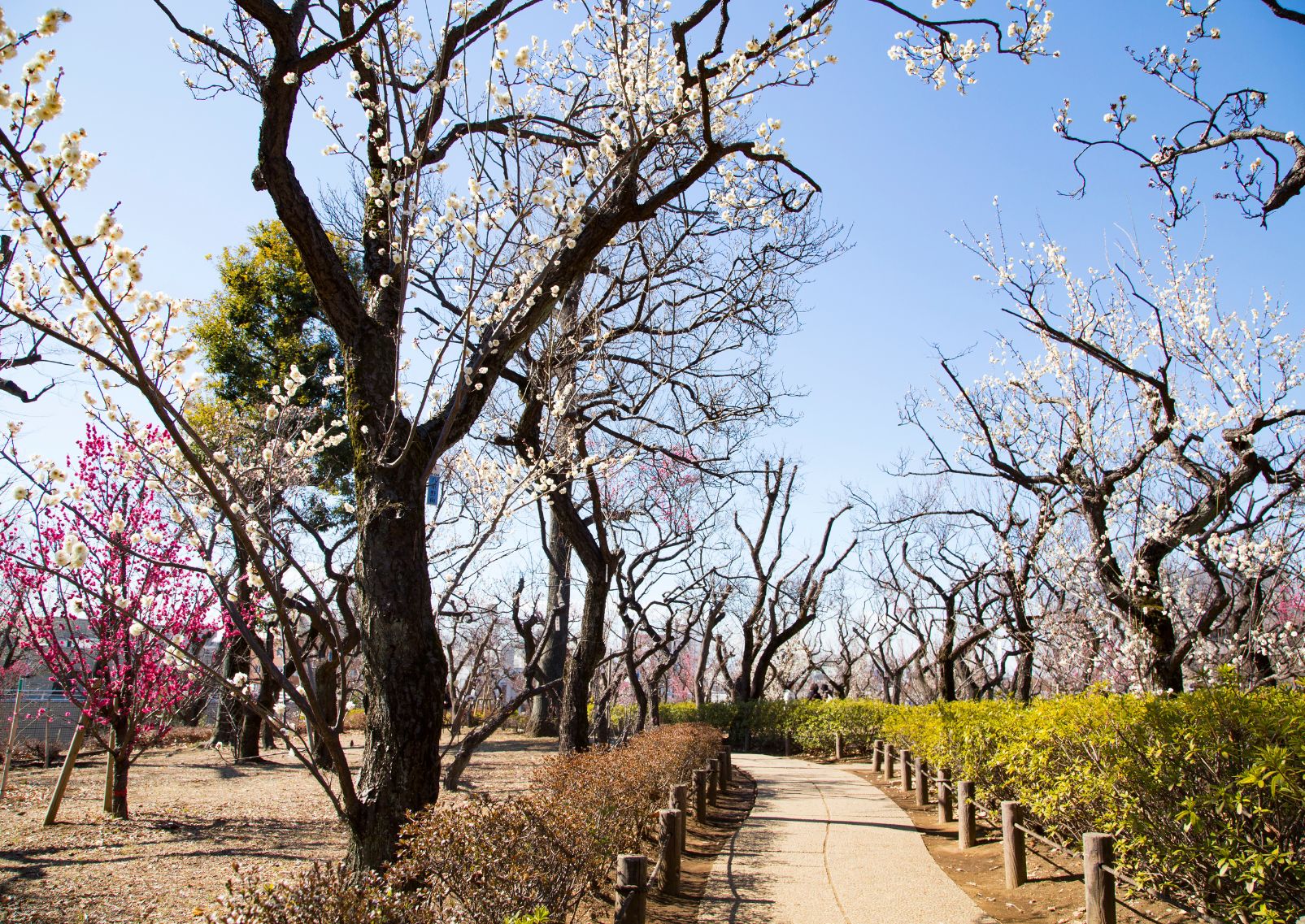 Hanegi Park’s plum grove, Tokyo, Japan