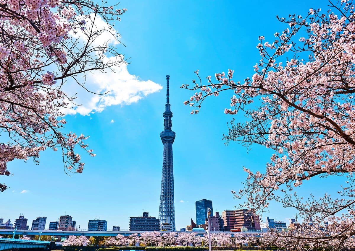 Tokyo Skytree in spring with cherry blossoms, Tokyo