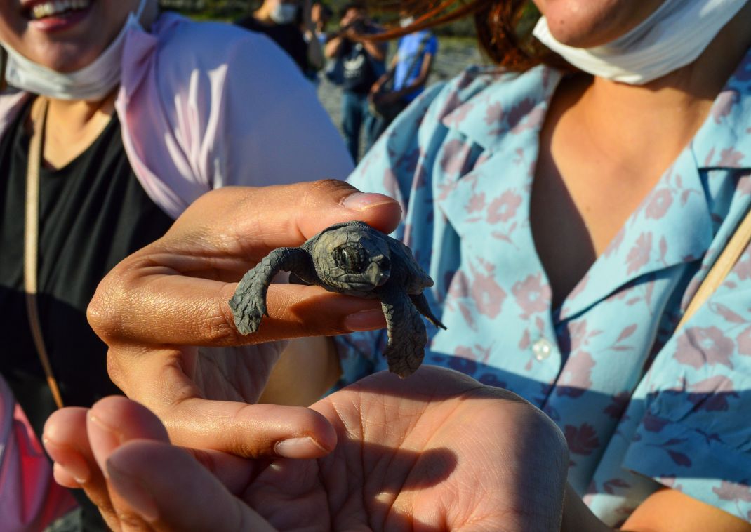 Releasing a baby sea turtle by hand