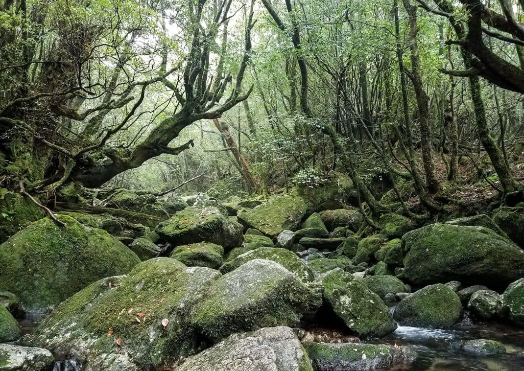 Yakushima forest