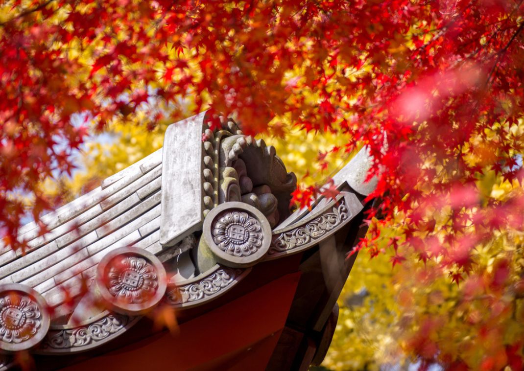 Roof of Japanese temple around of colourful of maple and ginko leaves, Kyoto, Japan