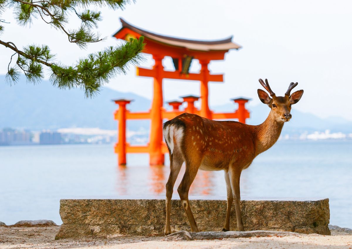 Deer standing in front of Great Torii gate of Itsukushima Shrine