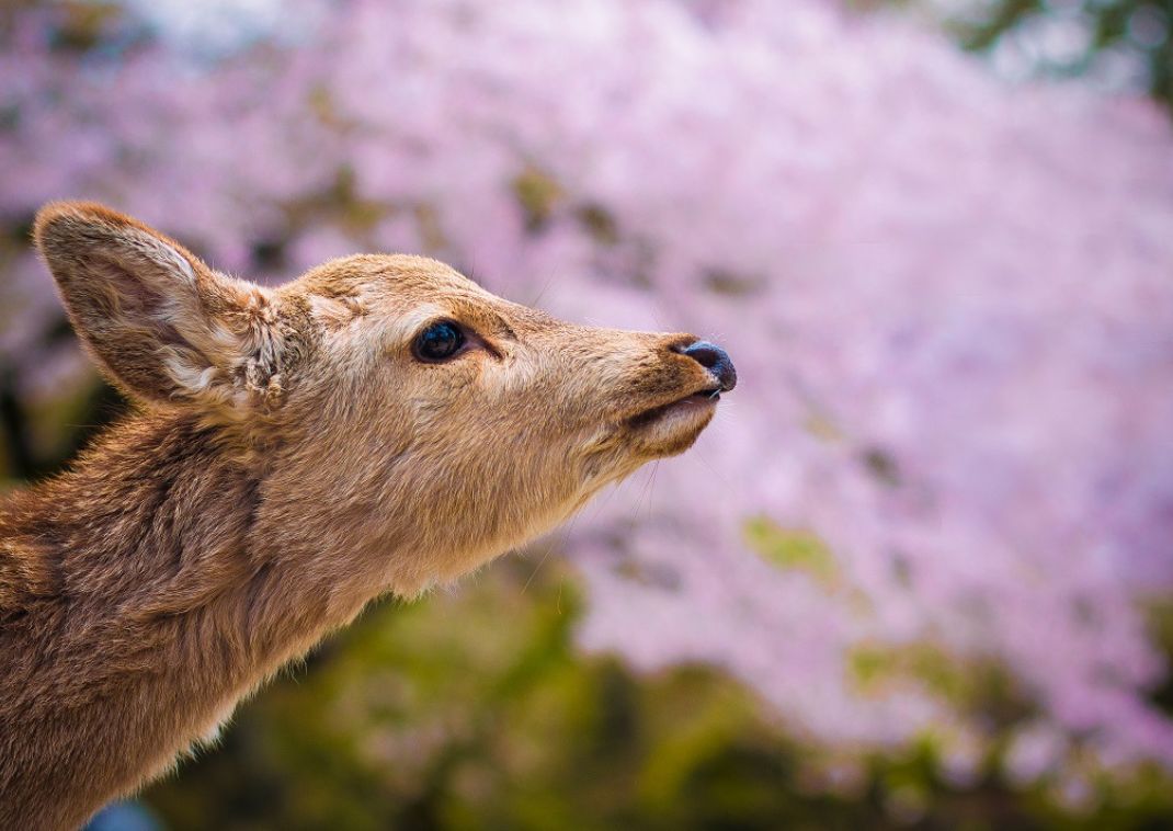 Young wild deer in Nara, Japan