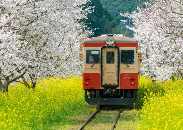 Train surrounded by flowers in Chiba Prefecture, Japan