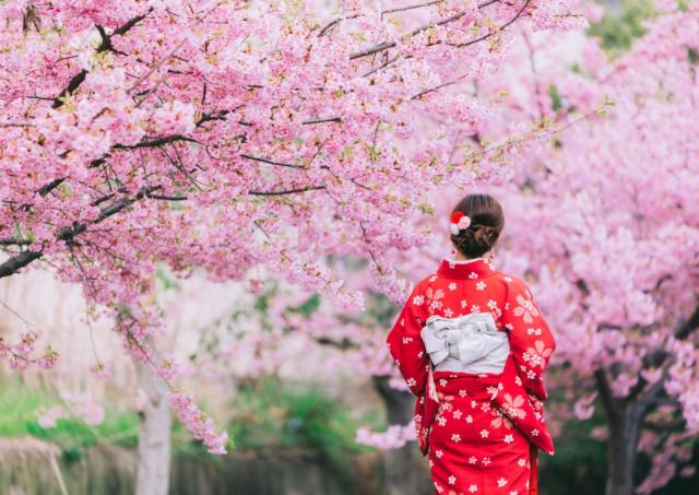 Lady in kimono looking at pink cherry blossoms in Japan  