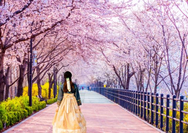 Korean girl dressed in hanbok under the cherry blossoms, South Korea 