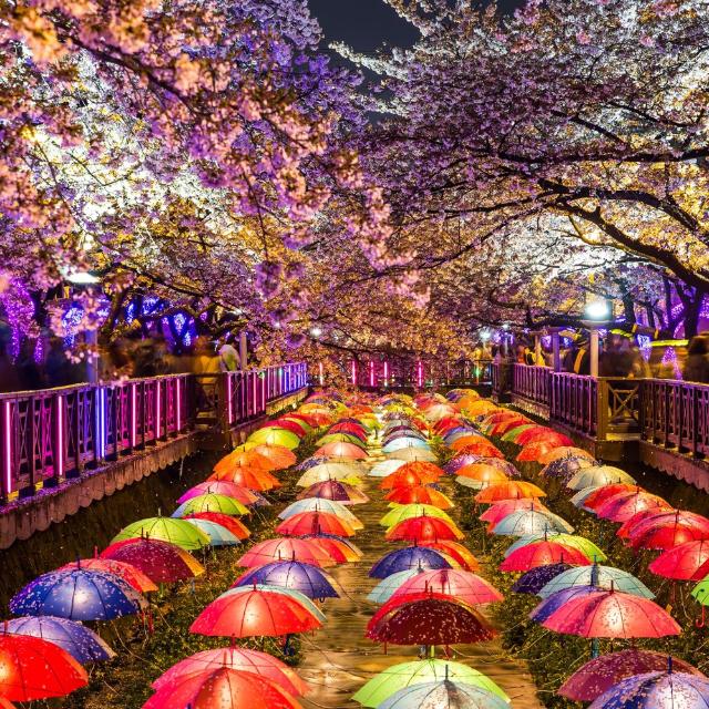 Cherry blossoms at night in Busan, South Korea