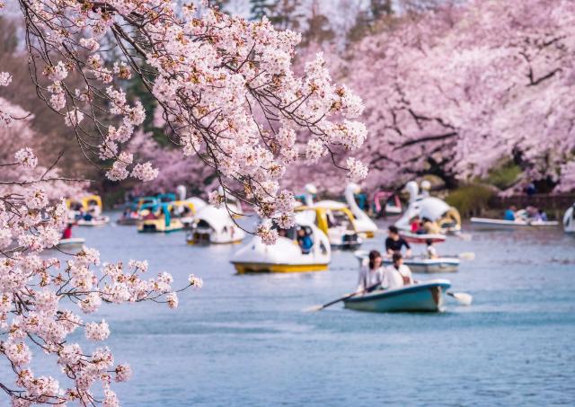 Cherry Blossom Forecast for 2024 