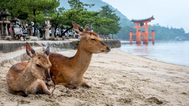 Two deer sitting on a shore on Miyajima    