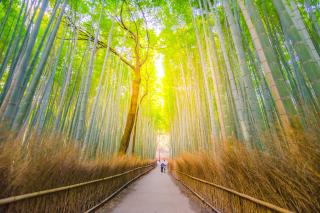 Arashiyama Bamboo Forest 