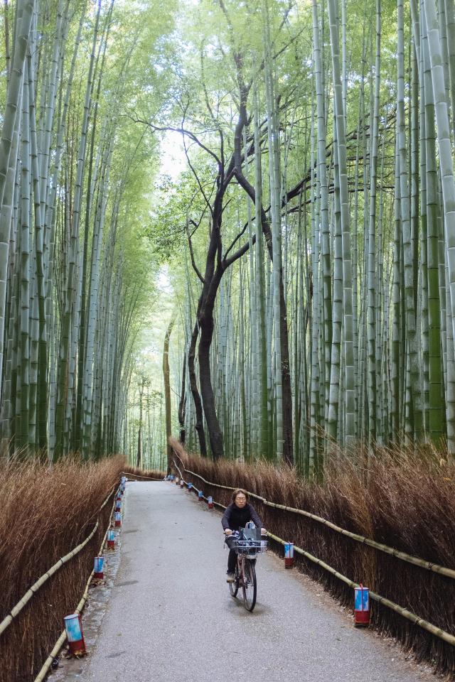 Arashiyama Bamboo Forest 