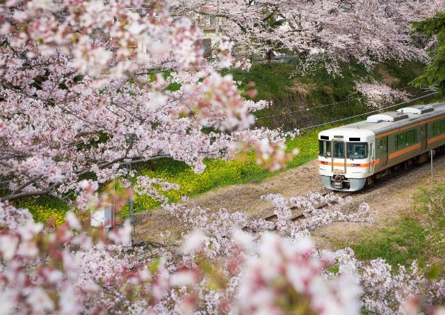 Train in Japan seen peeking through cherry blossoms