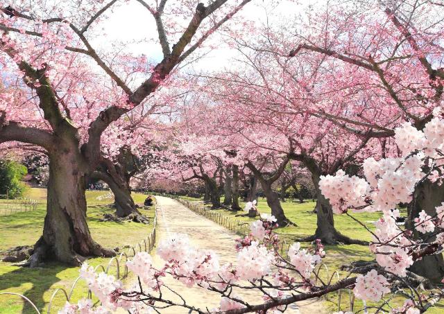 Japanese Pictures of Japanese Life　日本　正絹 Amazon.co.jp: 久月official 日本人形 松寿作 花魁 正絹袋帯
