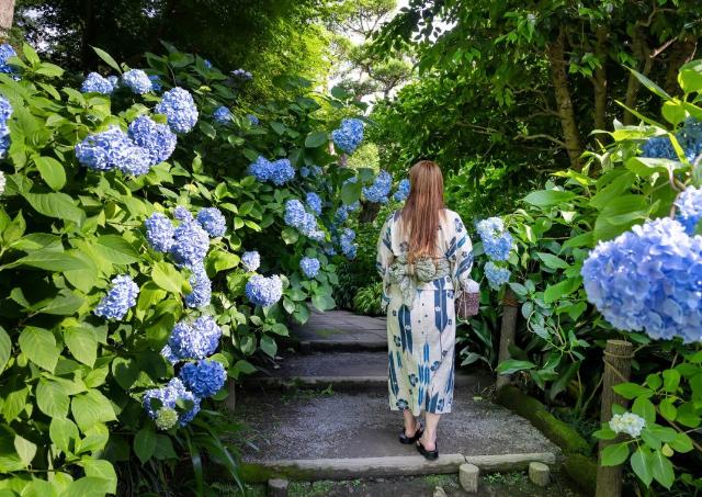 Lady looking at hydrangeas in Hase Temple’s garden, Kamakura, Japan