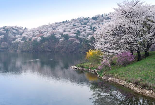 Cherry blossoms at lake near Yongin