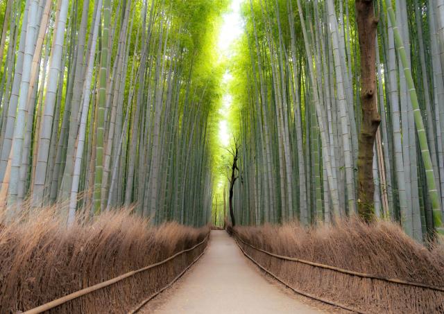 Arashiyama Bamboo Grove, Kyoto 