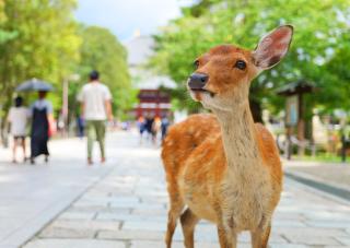 Deer in Nara Park 