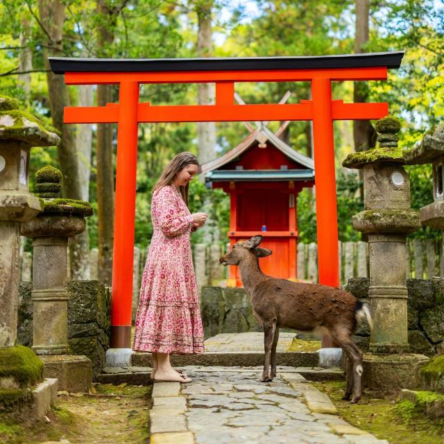 Lady feeding deer by a shrine in Nara, Japan