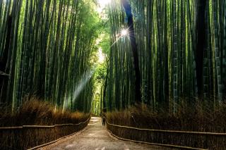 Arashiyama Bamboo Grove, Kyoto