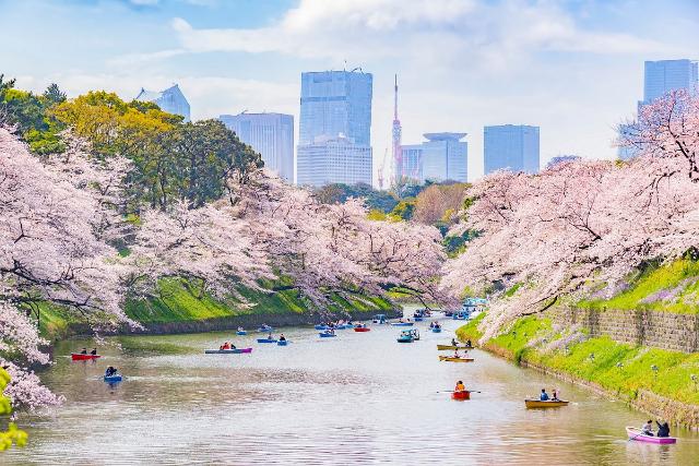 Tokyo during cherry blossom season, Japan