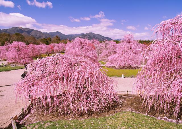 Plum blossoms in Suzuka Forest Garden, Mie, Japan