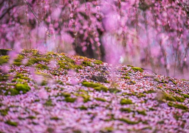 Plum Blossoms in Suzuka Forest Garden, Mie, Japan