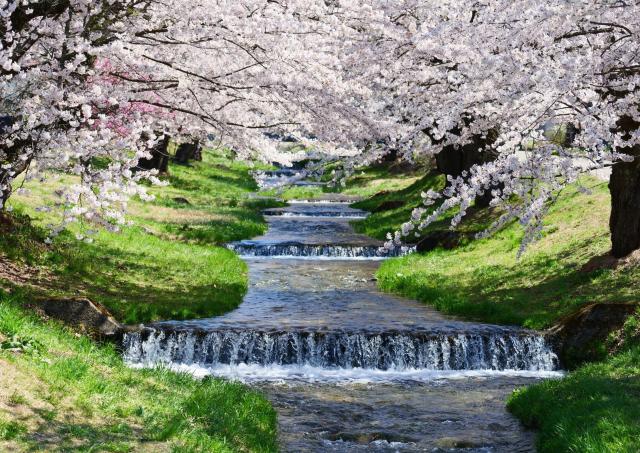 Japanese river during cherry blossom season