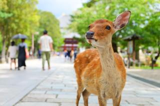 Friendly Deer in Nara