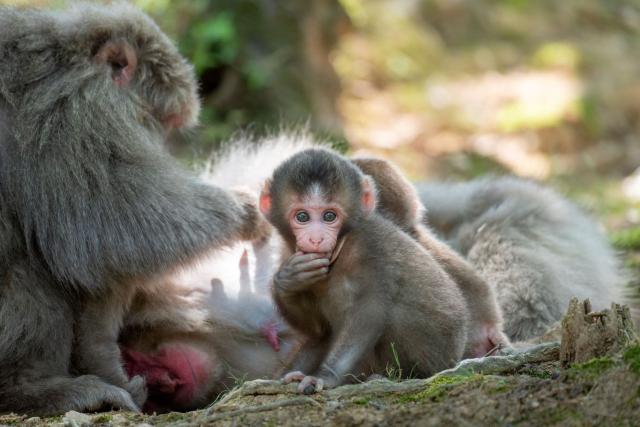 Monkey family in Iwatayama Monkey Park, Kyoto