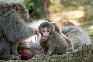 Monkey family in Iwatayama Monkey Park, Kyoto