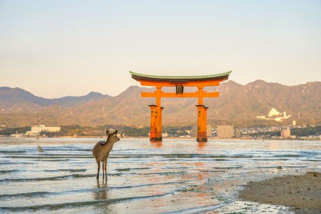 Floating Torii with deer, Miyajima Island
