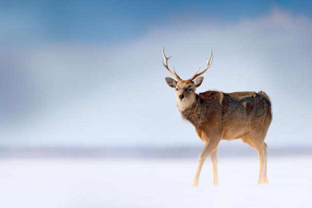Wild deer in Shiretoko National Park