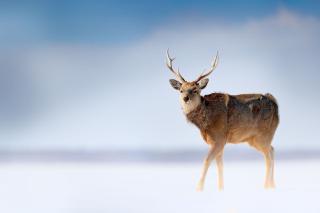 Wild deer in Shiretoko National Park