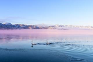 Swans on Lake Kussharo