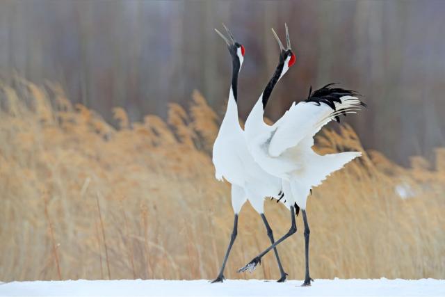 Wild Japanese Red Crown Cranes in Kushiro
