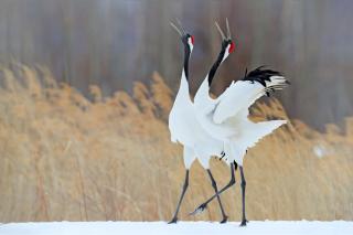 Wild Japanese Red Crown Cranes in Kushiro