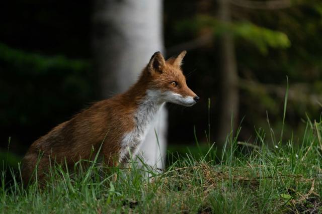 Red fox, Hokkaido