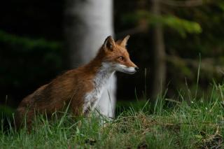 Red fox, Hokkaido