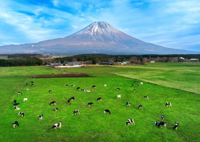 Cows eating lush grass at Mt Fuji, Japan