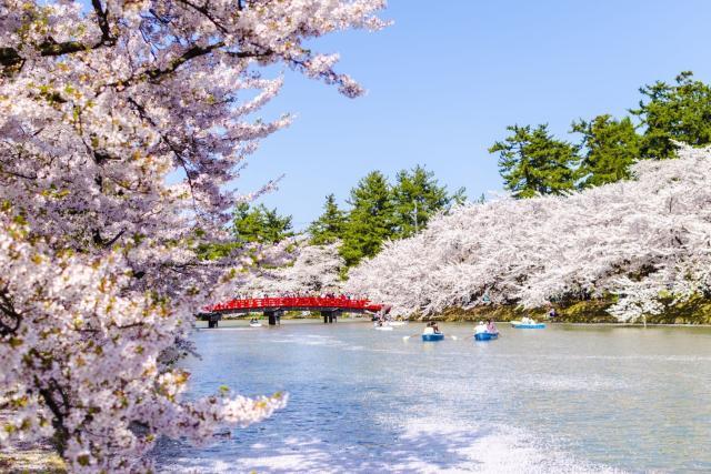 Cherry blossoms at Hirosaki Castle, Aomori
