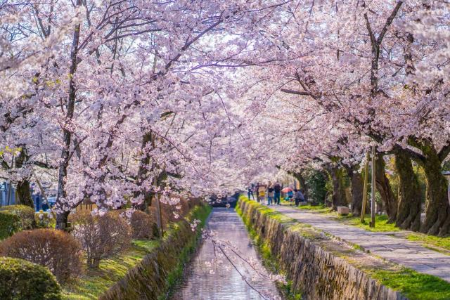 Philosophers' Path in springtime, Kyoto
