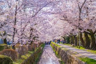 Philosophers' Path in springtime, Kyoto