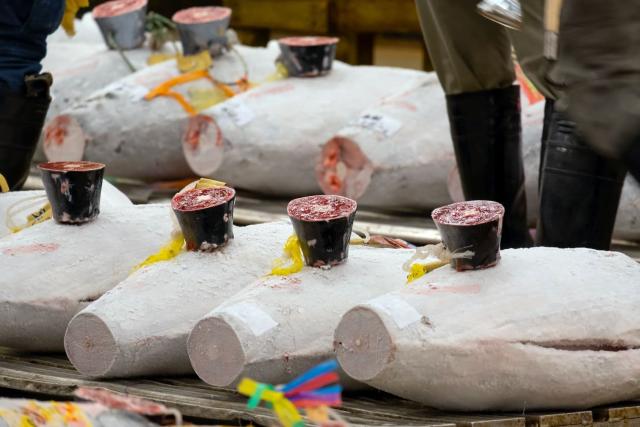 Tunas prepared for an auction