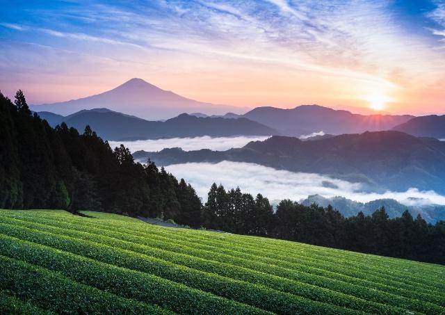 Mt. Fuji