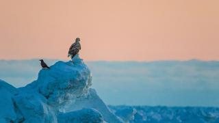 Sea eagle 